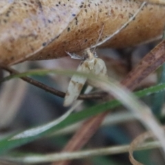 Merophyas divulsana at Mongarlowe, NSW - suppressed