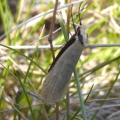 Philobota xiphostola at Namadgi National Park - 30 Sep 2023 by JohnBundock