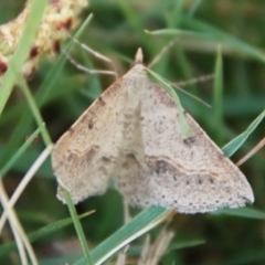 Taxeotis intextata (Looper Moth, Grey Taxeotis) at Mongarlowe, NSW - 30 Sep 2023 by LisaH