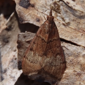 Uresiphita ornithopteralis at Charleys Forest, NSW - 30 Sep 2023