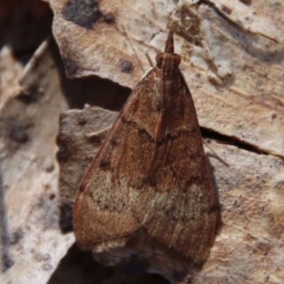 Uresiphita ornithopteralis (Tree Lucerne Moth) at QPRC LGA - 30 Sep 2023 by LisaH