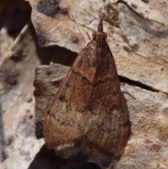 Uresiphita ornithopteralis (Tree Lucerne Moth) at Charleys Forest, NSW - 30 Sep 2023 by LisaH