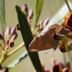 Nacaduba biocellata (Two-spotted Line-Blue) at QPRC LGA - 30 Sep 2023 by LisaH