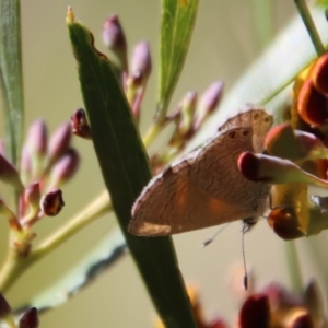 Nacaduba biocellata at Mongarlowe, NSW - suppressed