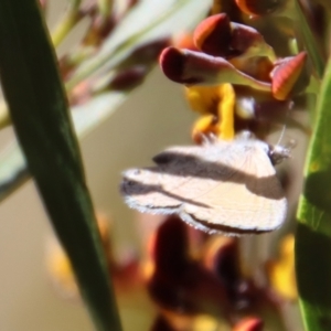 Nacaduba biocellata at Mongarlowe, NSW - 30 Sep 2023