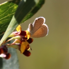 Nacaduba biocellata at Mongarlowe, NSW - suppressed