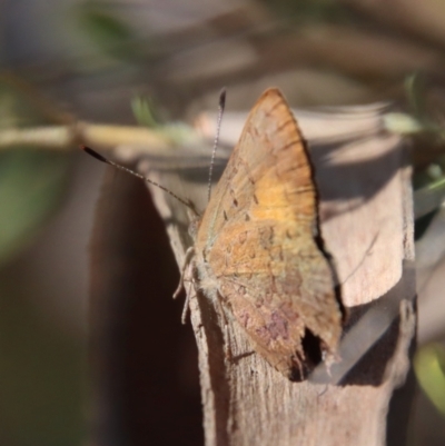 Paralucia aurifera (Bright Copper) at Mongarlowe River - 30 Sep 2023 by LisaH