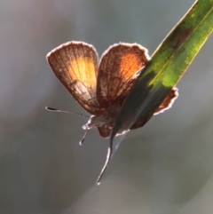 Paralucia aurifera (Bright Copper) at QPRC LGA - 30 Sep 2023 by LisaH