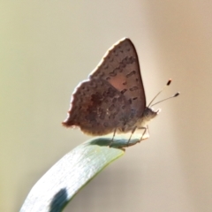 Paralucia aurifera (Bright Copper) at Mongarlowe River - 30 Sep 2023 by LisaH