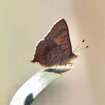 Paralucia aurifera (Bright Copper) at Charleys Forest, NSW - 30 Sep 2023 by LisaH