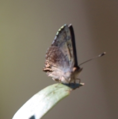 Paralucia aurifera at Charleys Forest, NSW - 30 Sep 2023