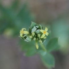 Pimelea curviflora var. gracilis (Curved Rice-flower) at QPRC LGA - 29 Sep 2023 by LisaH