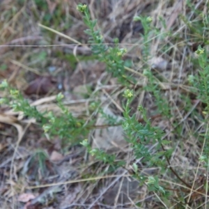 Pimelea curviflora var. gracilis at Mongarlowe, NSW - 30 Sep 2023