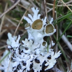 Parmeliaceae (family) (A lichen family) at Mongarlowe, NSW - 29 Sep 2023 by LisaH