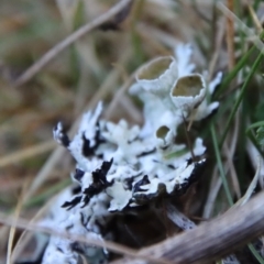 Parmeliaceae (family) at Mongarlowe, NSW - suppressed