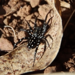 Nyssus albopunctatus (White-spotted swift spider) at Mongarlowe, NSW - 30 Sep 2023 by LisaH