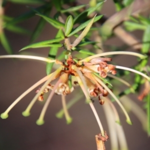 Grevillea juniperina subsp. villosa at Mongarlowe, NSW - 30 Sep 2023