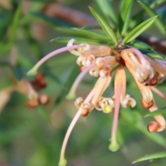 Grevillea juniperina subsp. villosa at Mongarlowe, NSW - 30 Sep 2023