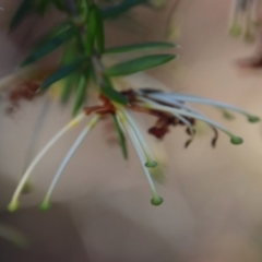 Grevillea juniperina subsp. villosa at Mongarlowe, NSW - 30 Sep 2023