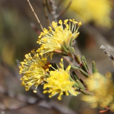 Leionema diosmeum at QPRC LGA - 30 Sep 2023 by LisaH