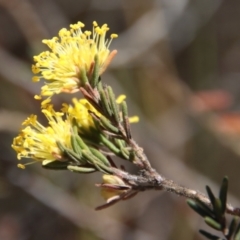 Leionema diosmeum at Mongarlowe, NSW - suppressed