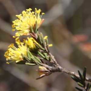 Leionema diosmeum at Mongarlowe, NSW - suppressed