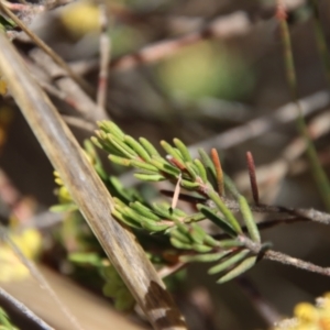 Leionema diosmeum at Mongarlowe, NSW - suppressed