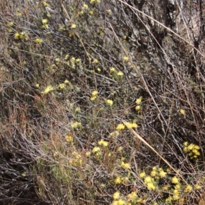 Leionema diosmeum at Mongarlowe, NSW - suppressed