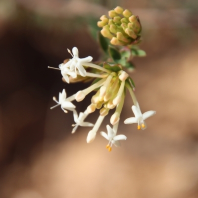 Pimelea linifolia (Slender Rice Flower) at QPRC LGA - 30 Sep 2023 by LisaH