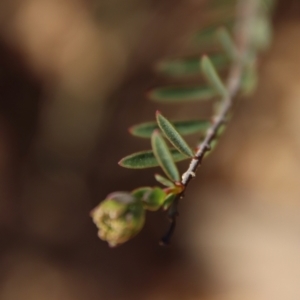 Pimelea linifolia at Mongarlowe, NSW - 30 Sep 2023