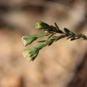 Pimelea linifolia at Mongarlowe, NSW - 30 Sep 2023