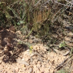 Pimelea linifolia at Mongarlowe, NSW - 30 Sep 2023