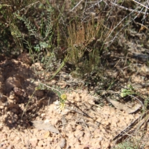 Pimelea linifolia at Mongarlowe, NSW - 30 Sep 2023