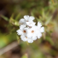 Leucopogon virgatus (Common Beard-heath) at Mongarlowe, NSW - 30 Sep 2023 by LisaH