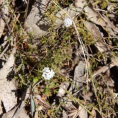 Leucopogon virgatus at Mongarlowe, NSW - suppressed