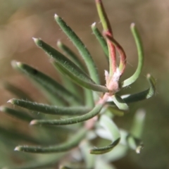 Unidentified Other Wildflower or Herb at Mongarlowe, NSW - 30 Sep 2023 by LisaH