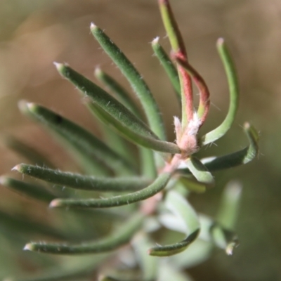 Persoonia mollis subsp. livens by LisaH