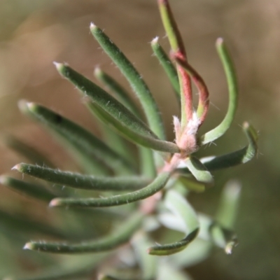 Unidentified Other Wildflower or Herb at Mongarlowe, NSW - 30 Sep 2023 by LisaH