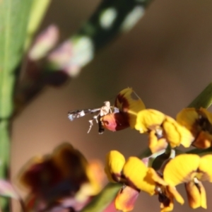 Cosmopterigidae (family) at Mongarlowe, NSW - suppressed