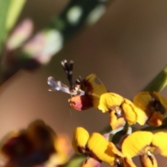 Cosmopterigidae (family) at Mongarlowe, NSW - suppressed