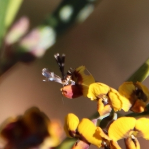 Cosmopterigidae (family) at Mongarlowe, NSW - suppressed