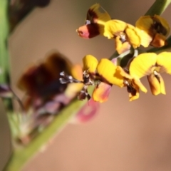 Cosmopterigidae (family) at Mongarlowe, NSW - suppressed