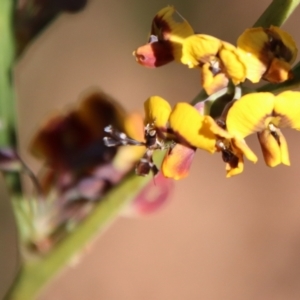 Cosmopterigidae (family) at Mongarlowe, NSW - suppressed