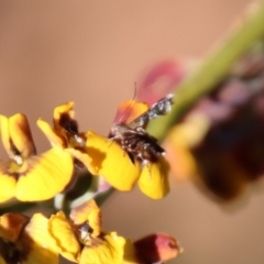 Cosmopterigidae (family) at Mongarlowe, NSW - suppressed