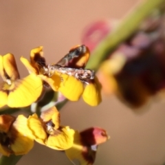 Cosmopterigidae (family) at Mongarlowe, NSW - suppressed