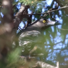 Strepera versicolor (Grey Currawong) at QPRC LGA - 29 Sep 2023 by LisaH