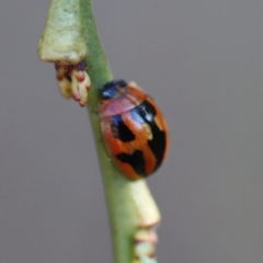 Peltoschema festiva (Leaf Beetle) at Mongarlowe River - 29 Sep 2023 by LisaH