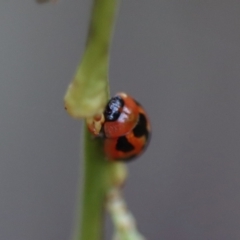 Peltoschema festiva at Mongarlowe, NSW - suppressed