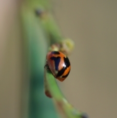 Peltoschema festiva at Mongarlowe, NSW - suppressed