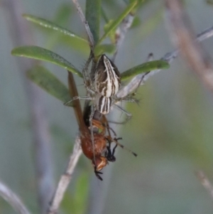 Oxyopes gracilipes at Mongarlowe, NSW - suppressed